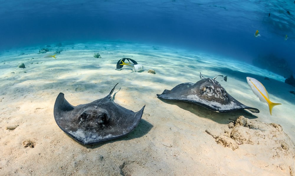 Scuba Diving Grand Cayman - Cayman Islands