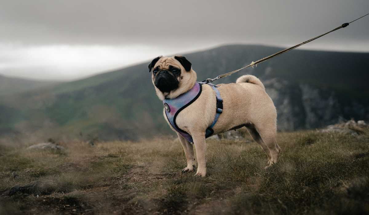 Discover the Best Leash for Hiking with Dogs