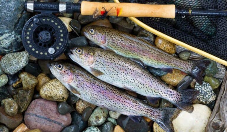 The Best Trout Fishing in Maine