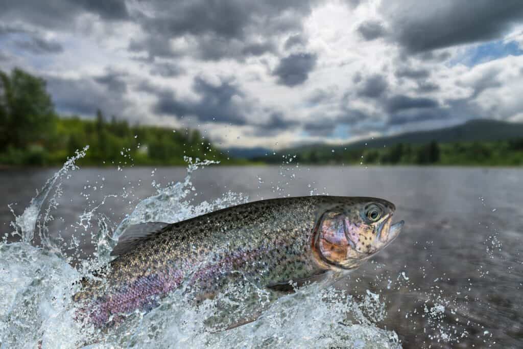 fishing for rainbow trout