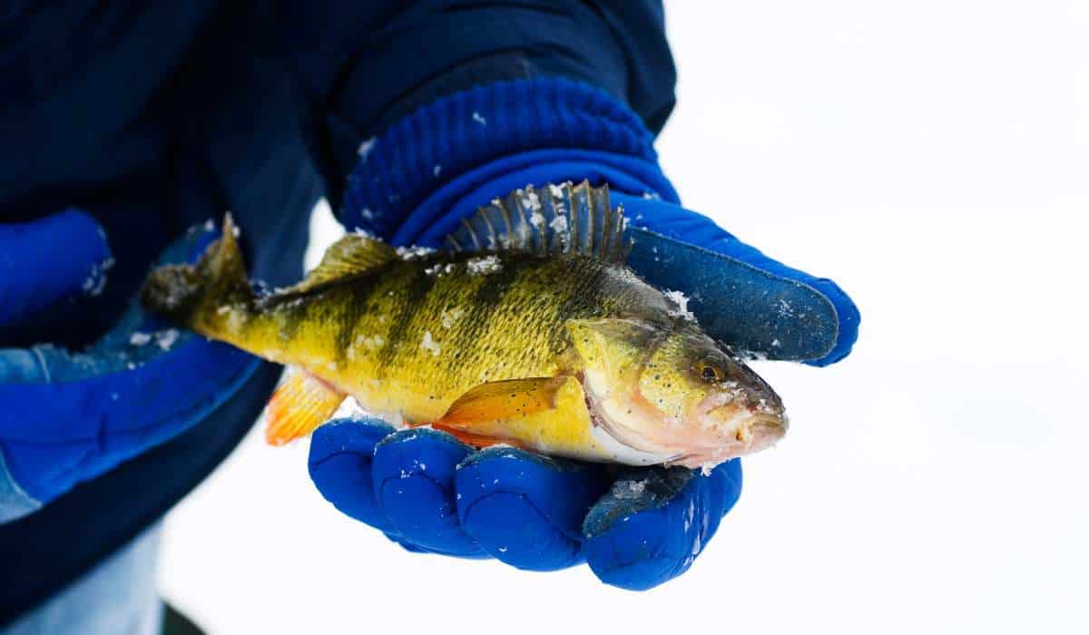 Fishing Gloves How to Choose the Perfect Pair for Your Next Trip